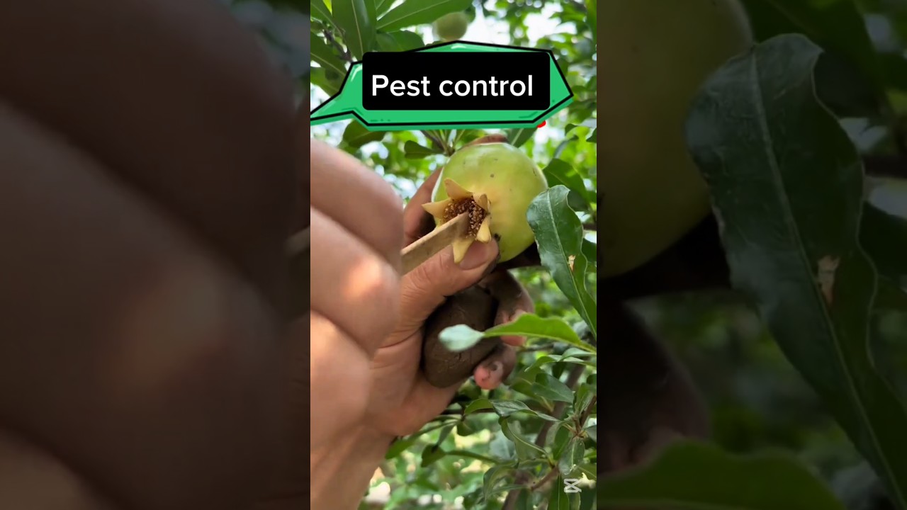 How to prevent pest and disease from pomegranate fruits #smartfarming #farmingtips #homegrown