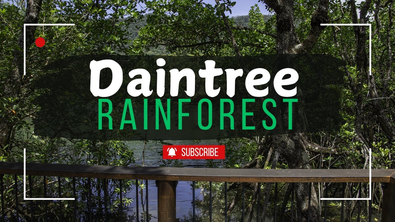 Daintree in a Day: Exploring the Rainforest