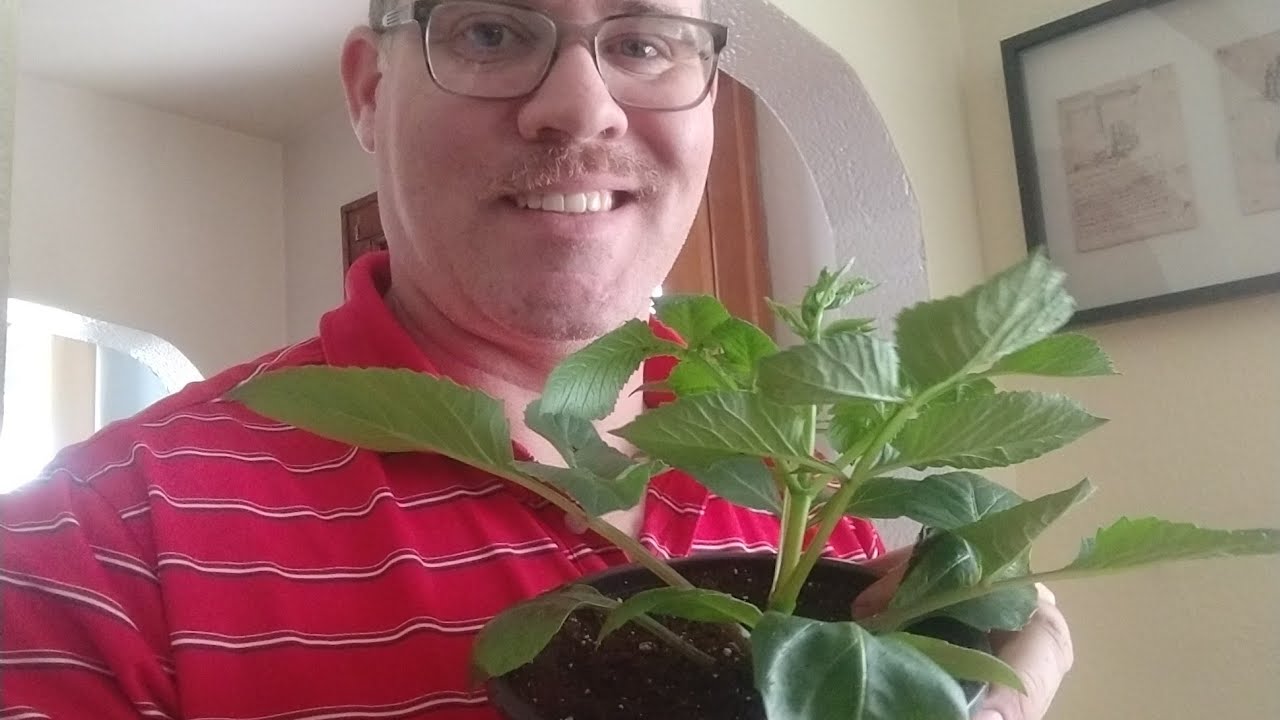 Growing Dahlias from seed, is it better than buying plants?