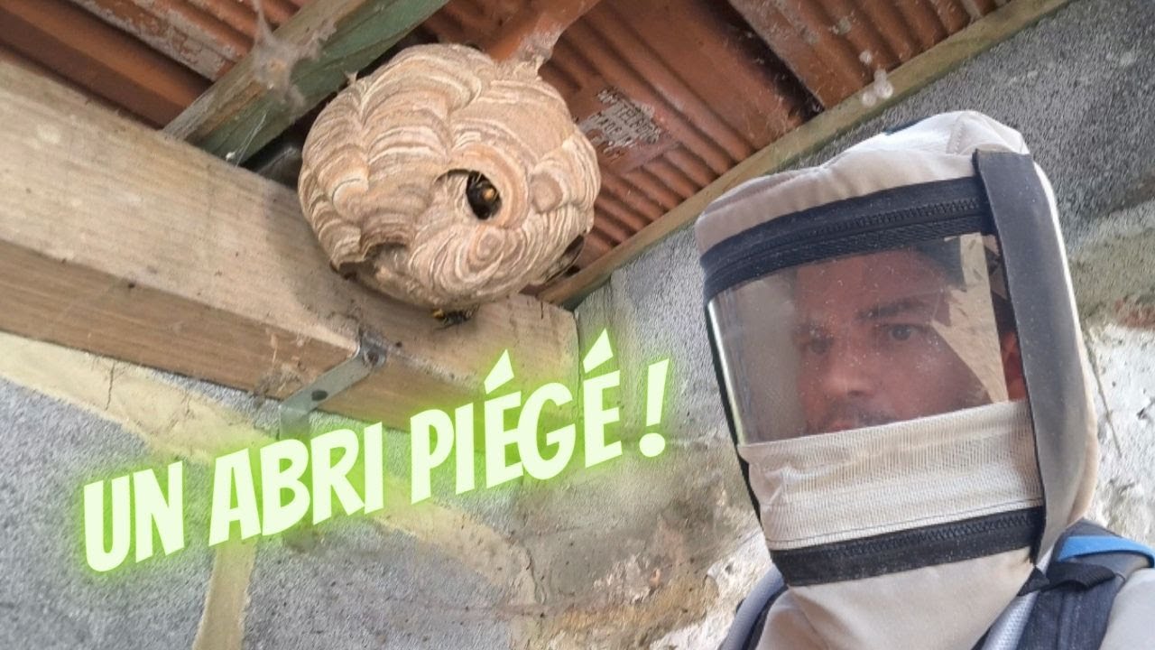 Danger ! Cabane piégée par le frelon asiatique !
