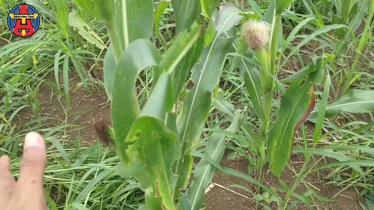 🔴MODAL BESAR RUGI BESAR KARENA PENYAKIT BULAI #jagung #pertanian #petani 