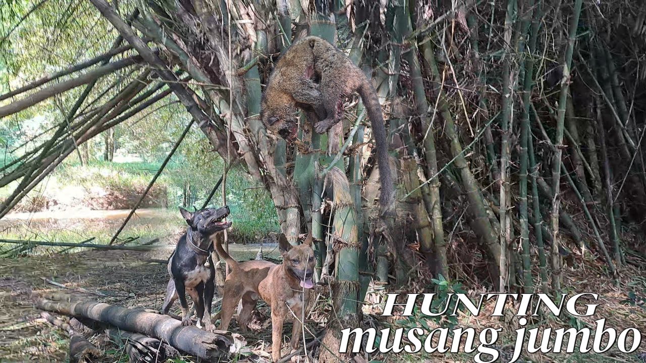 BERBURU MUSANG BANDEL#shorts #viralvideo #berburu #luwak