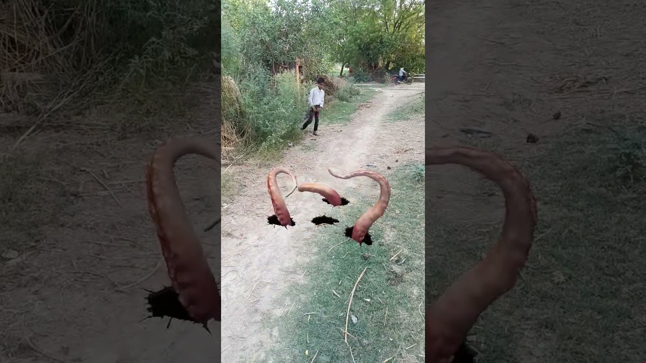 Part A247 Wolf in village #wolfsounds #relaxinwolf #wolfsong #wildlife #wolf #forest #nature #shorts