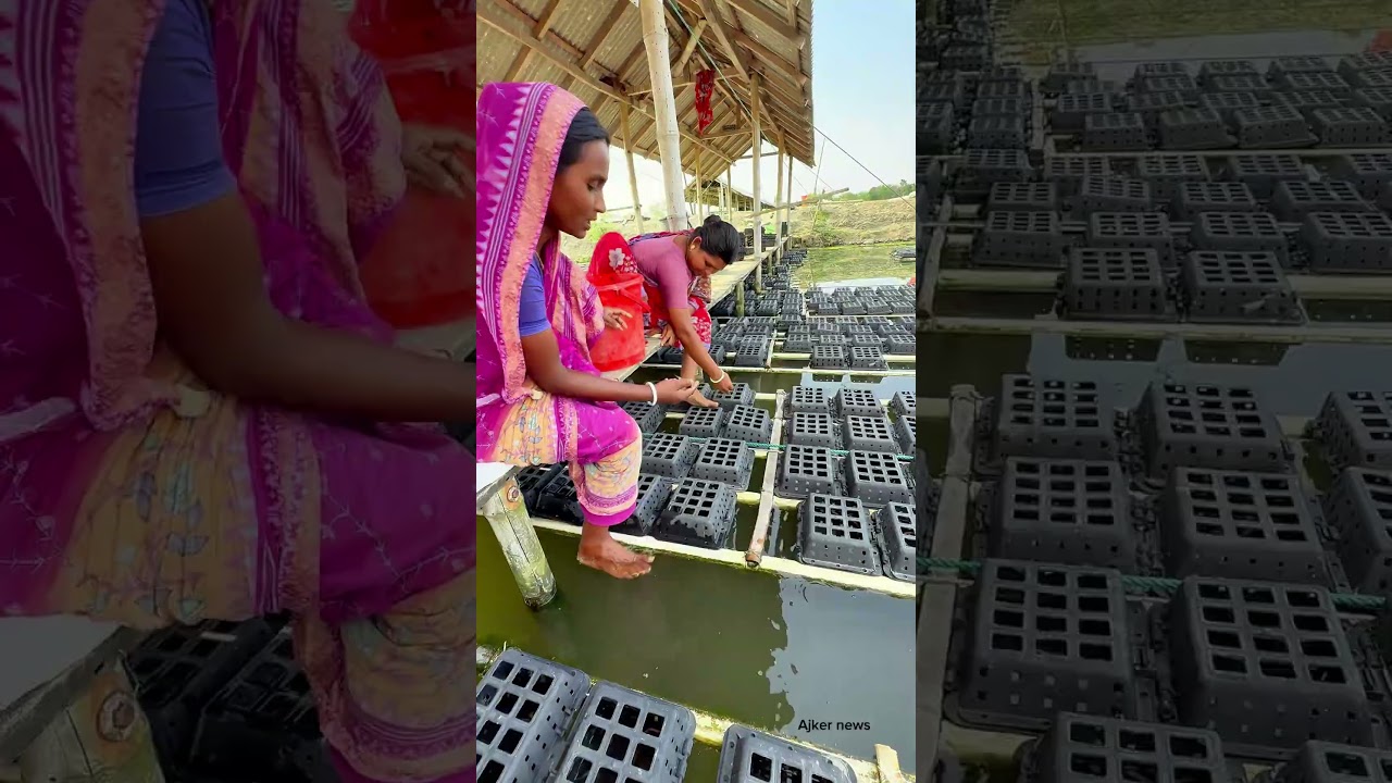 Crab farming using digital methods.#crab #ytshorts #fishing