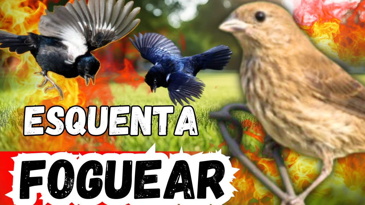 PIADO DE FÊMEA DE TIZIU FIT SEU TIZIU VAI CANTAR NA HORA TIZIU CANTANDO PIADO DE FÊMEA DE TIZIU FIT