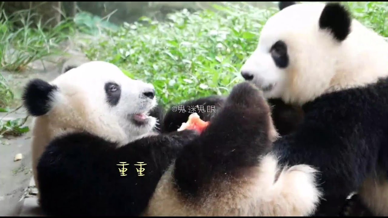 09/21 Chong Chong doesn't want to share the watermelon with bro Shuang Shuang😍重重吃西瓜🍉想独食, 举双脚挡着哥哥双双