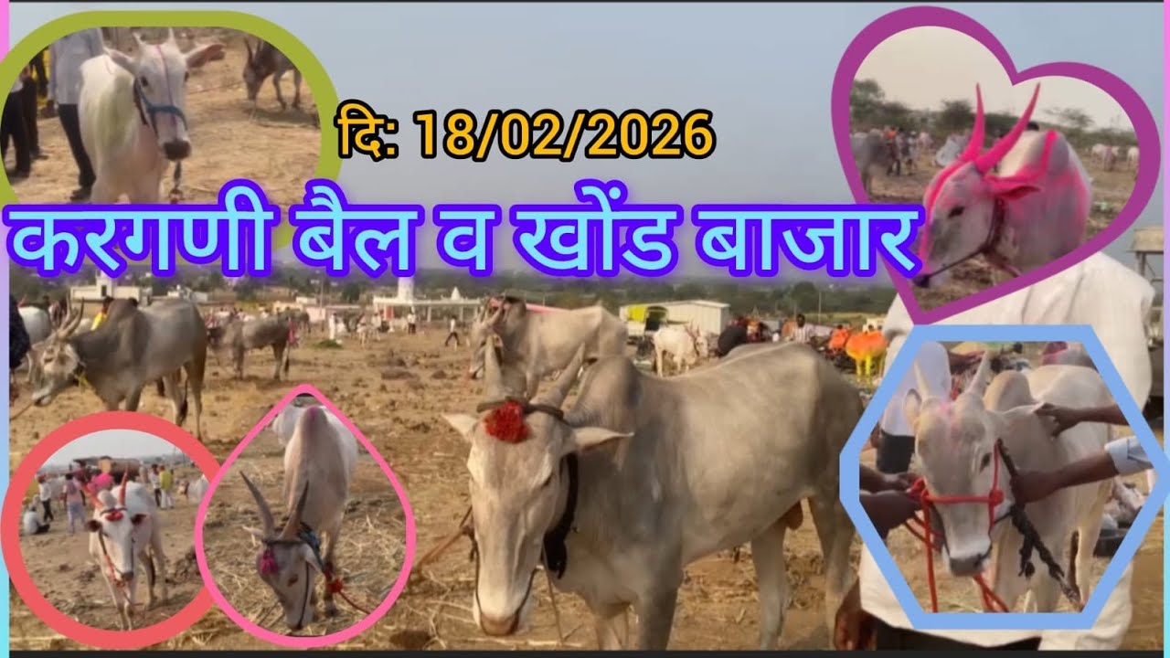 करगणी बैल व खोंड बाजार#kargani # 18/02/2026