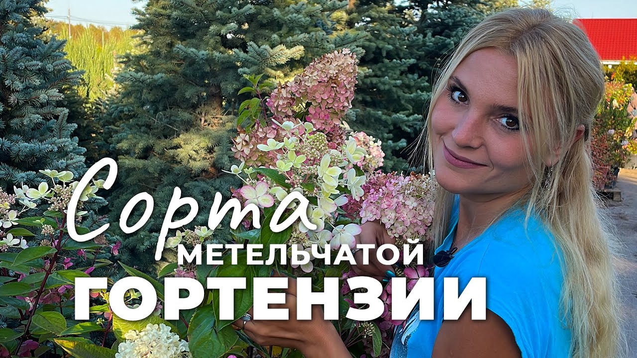 Гортензия метельчатая: сорта на пике декоративности