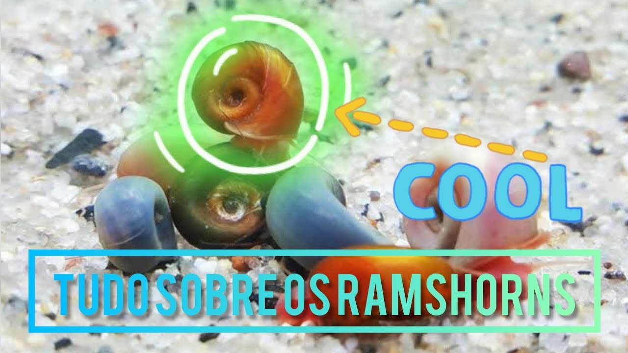 Tudo sobre os Caramujos Ramshorn 🐌