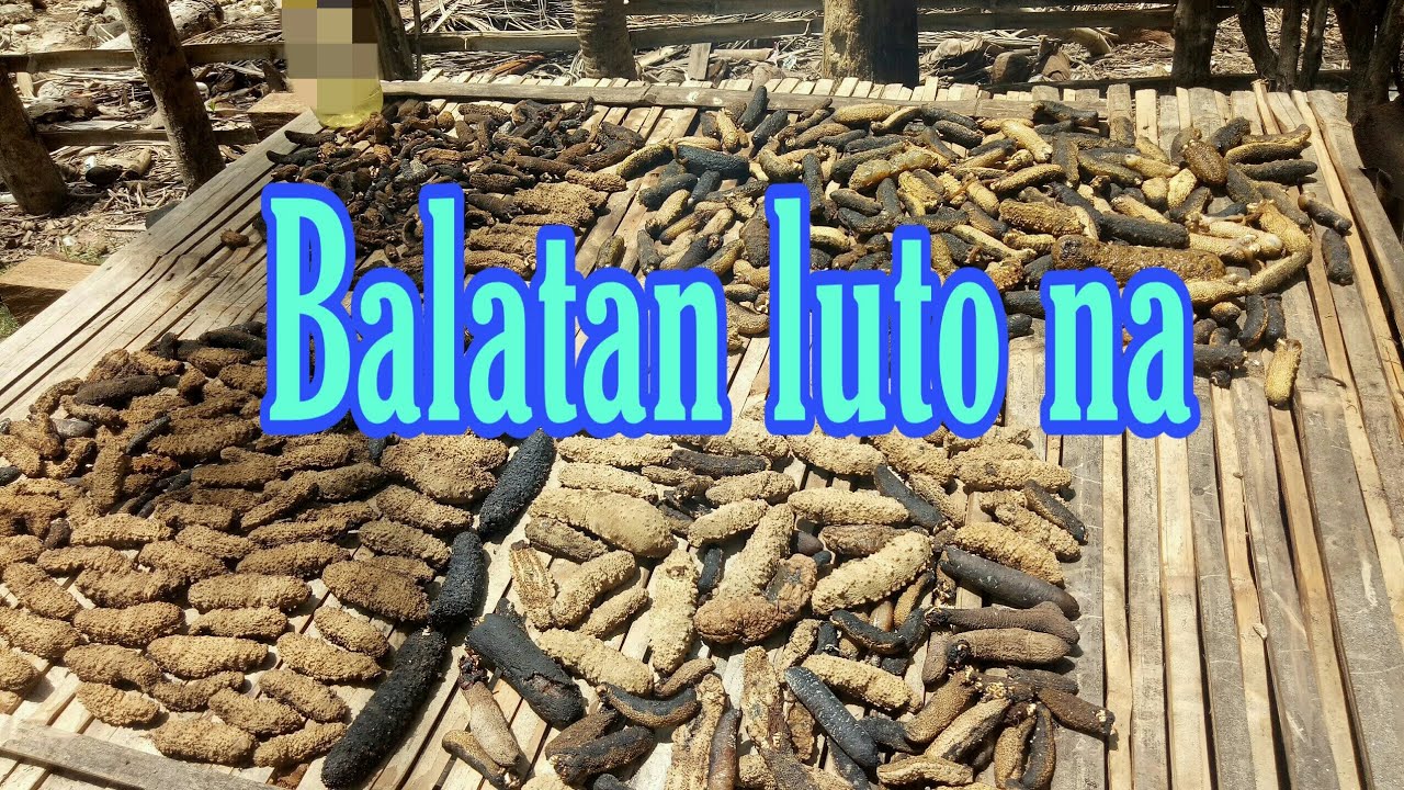 How to cook todried sea cucumber balatan sa Quezon: