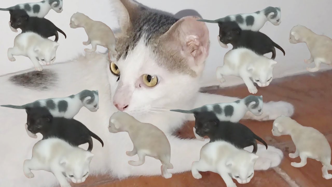 Adorable kittens playing with mommy 😻
