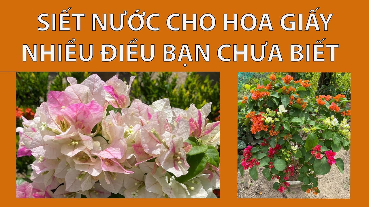 Siết nước cho hoa giấy. Những điều bạn chưa biết
