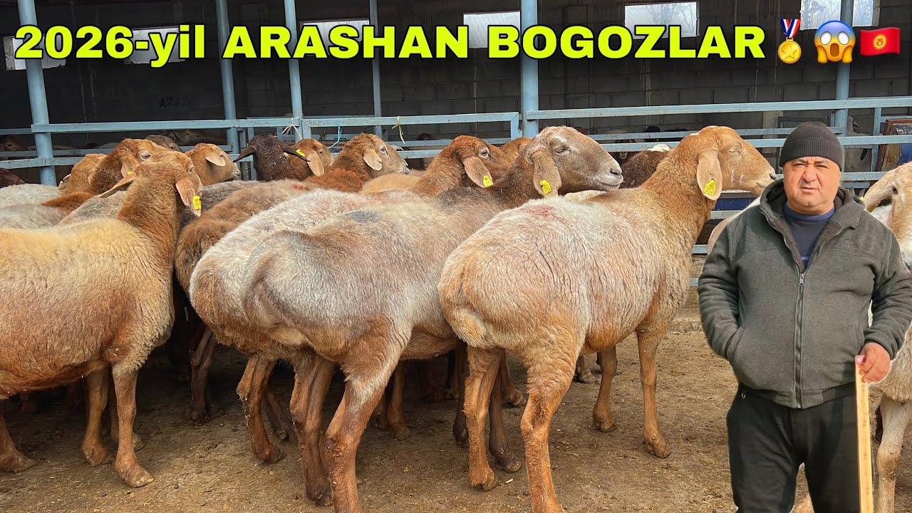 Tursinali akaga Qirg‘izistondan DAXSHAT bo‘g‘oz sovluqlar keldi 😱🔥