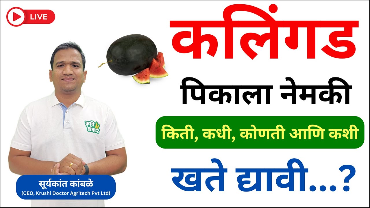 कलिंगड खत व्यवस्थापन | kalingad khat niyojan | watermelon fertilizer schedule #watermelon #कलिंगड 🍉✅