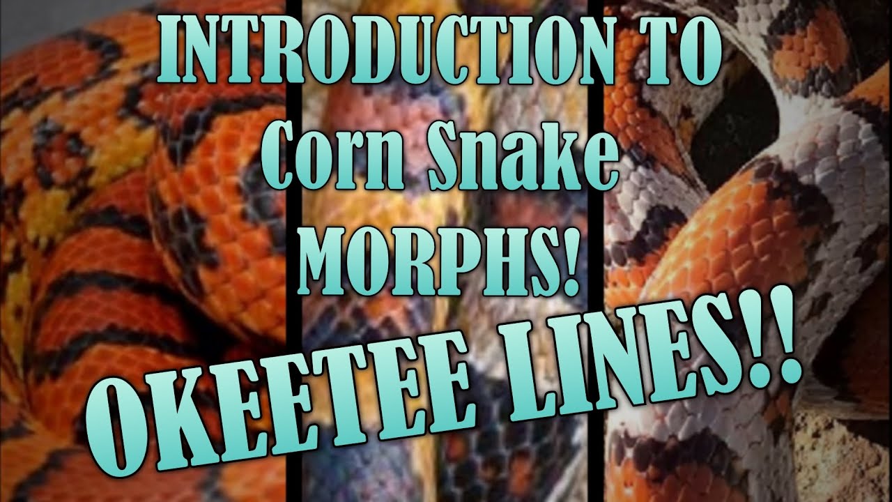 LINES of OKEETEE! Corn Snake Morph Intro