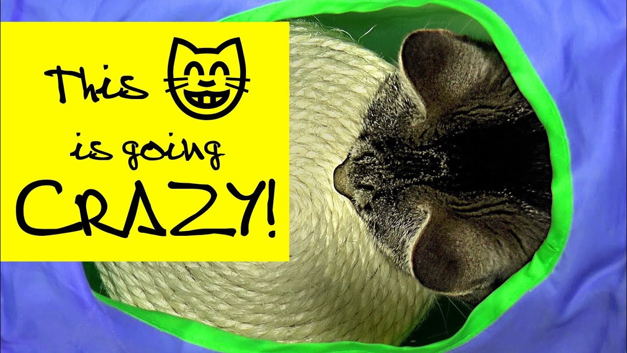 Cat Almighty in Crazy Tunnel Parkour