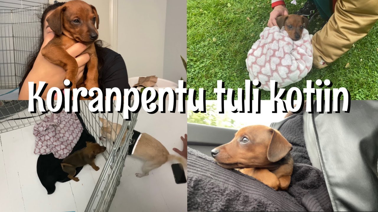 MEILLE TULEE KOIRANPENTU 🐕