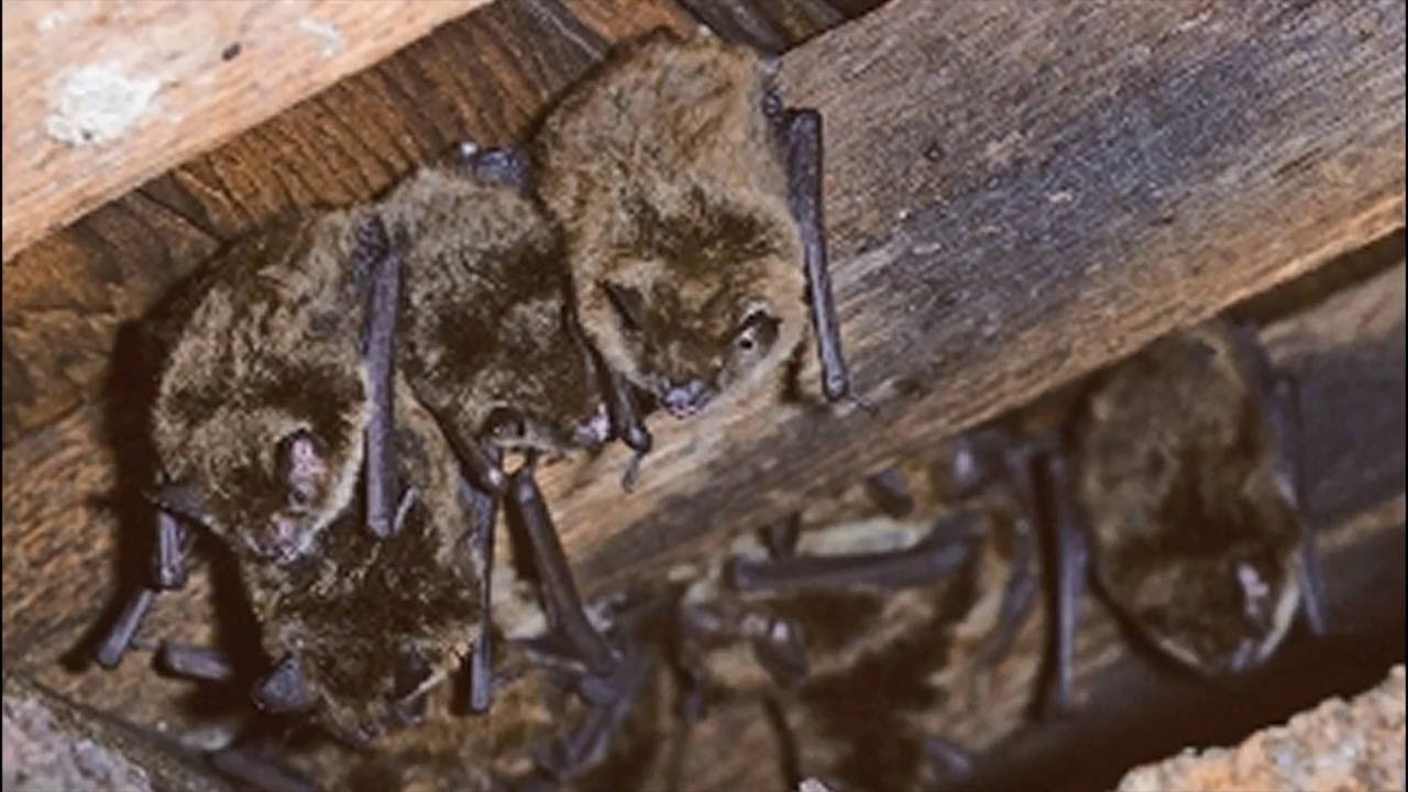 Bat Removal Call 1-800-489-3489 - Serving All of South New Jersey