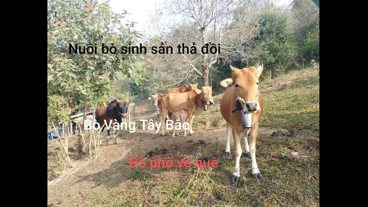 Bỏ phố về quê khởi nghiệp nuôi bò sinh sản thả đồi p2