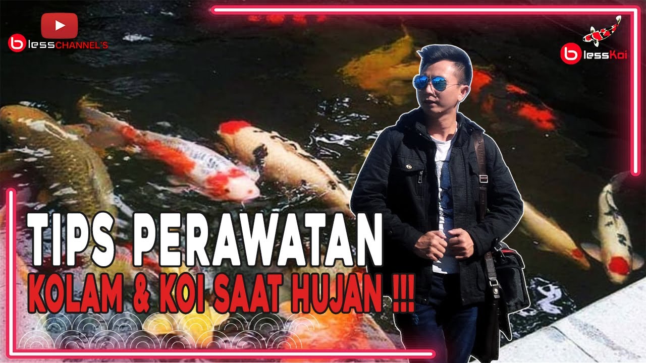 TIPS PERAWATAN KOLAM DAN IKAN KOI DI MUSIM HUJAN !!!