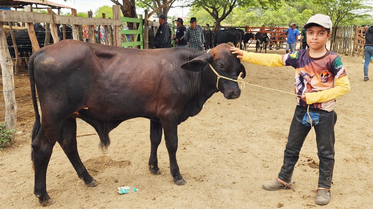 FEIRA DO GADO EM ALTINHO-PE   25-10-2025 #nordeste