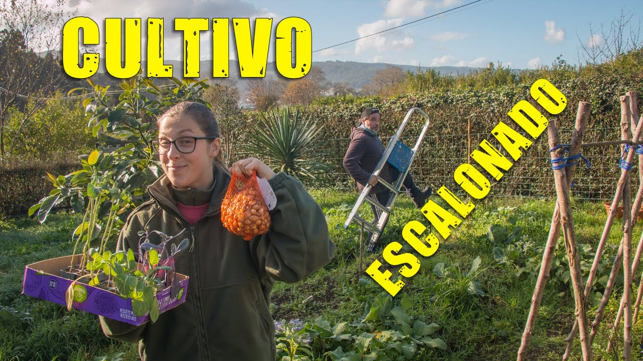 ¿Tiene sentido PLANTAR LO MISMO en Diciembre? | Probamos el CULTIVO ESCALONADO