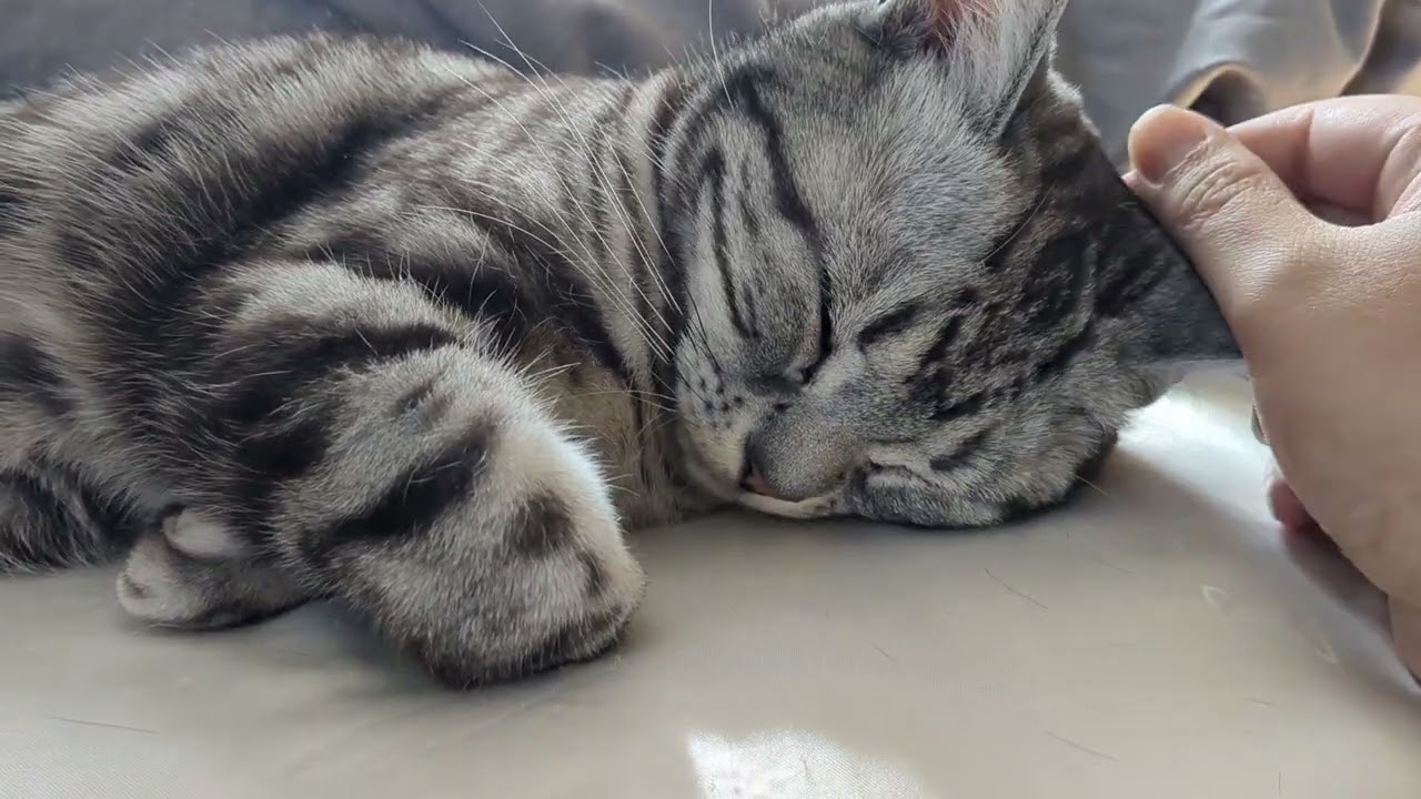 ミカサ寝子