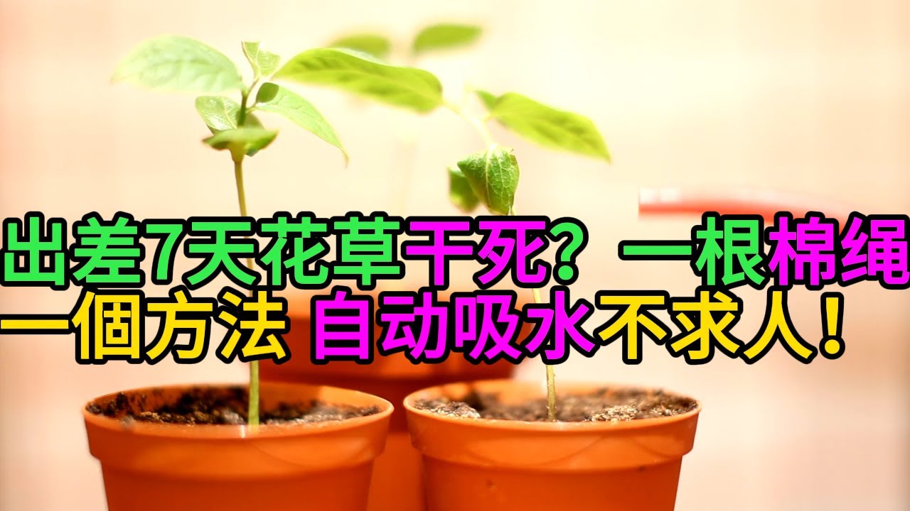 出差7天花草干死？只需&ldquo;一根棉绳&rdquo;！一头插水桶，一头埋土里，自动吸水不求人！#園藝 #養花 #新手養花
