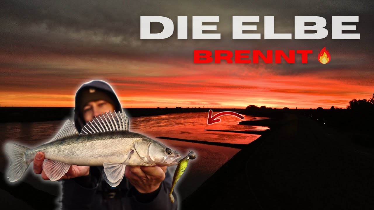 Zanderangeln auf der Buhne 🎣 So fangt ihr eure Zander an der Elbe!