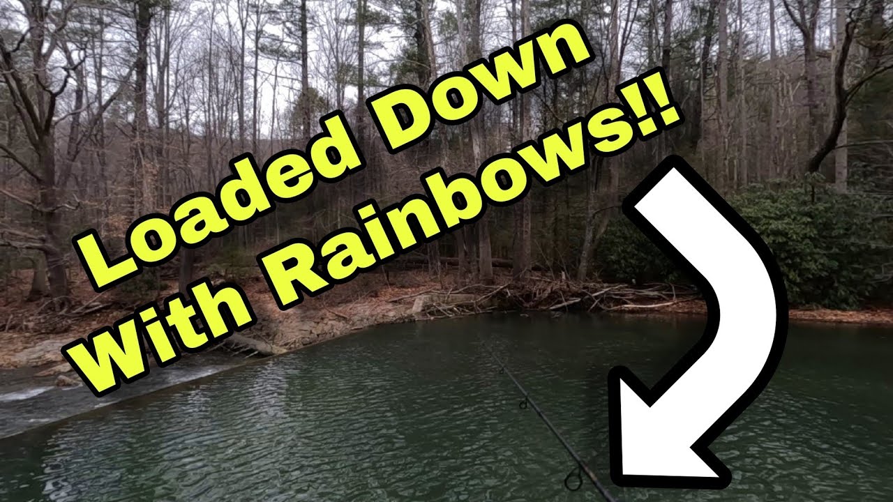 This Dam is (LOADED) with Rainbow Trout... Unbelievable