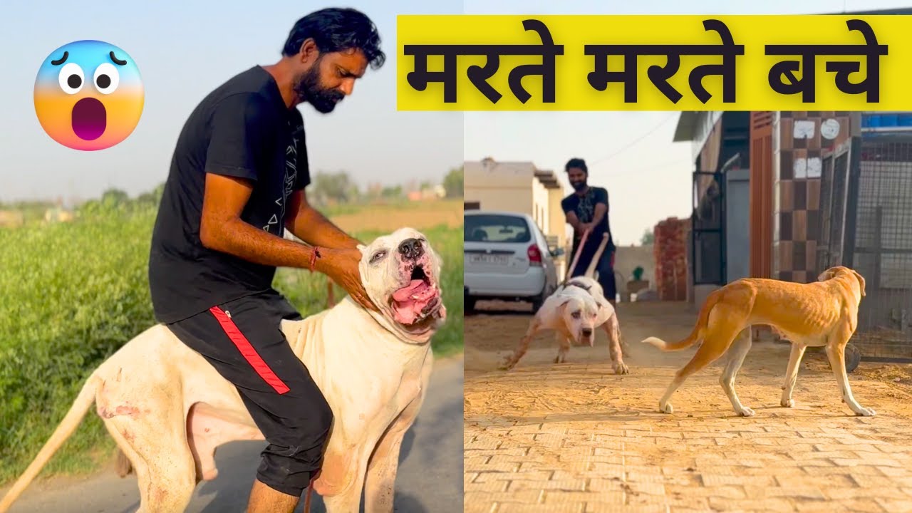 मरते मरते बचे ll Tiger 2 Bully Dog Vlog ll Sonu Latiwal Kennel Vlog ll Bully Kutta Import Export ll