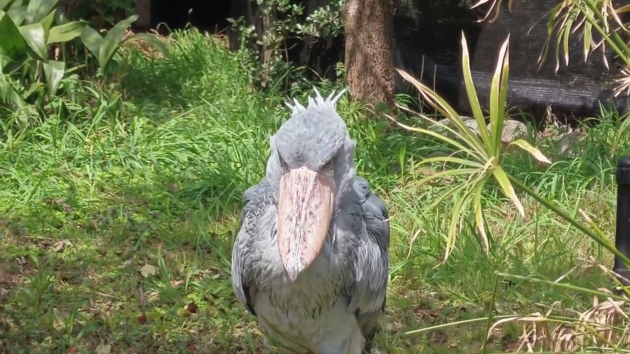 だんだん 近寄ってくるミリー　ハシビロコウ　上野動物園