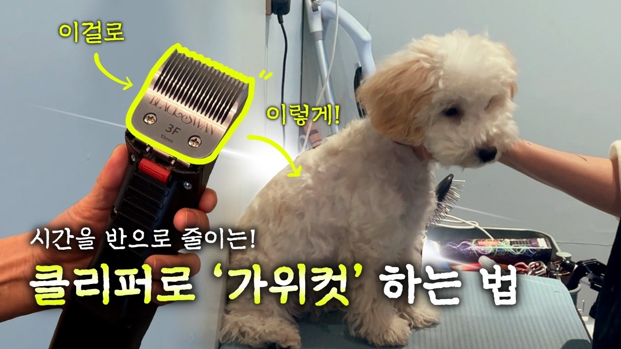강아지 셀프미용 클리핑 (바리깡)으로 가위컷 하는 방법! 몸통 밀기가 어렵다면 이렇게 해보세요!