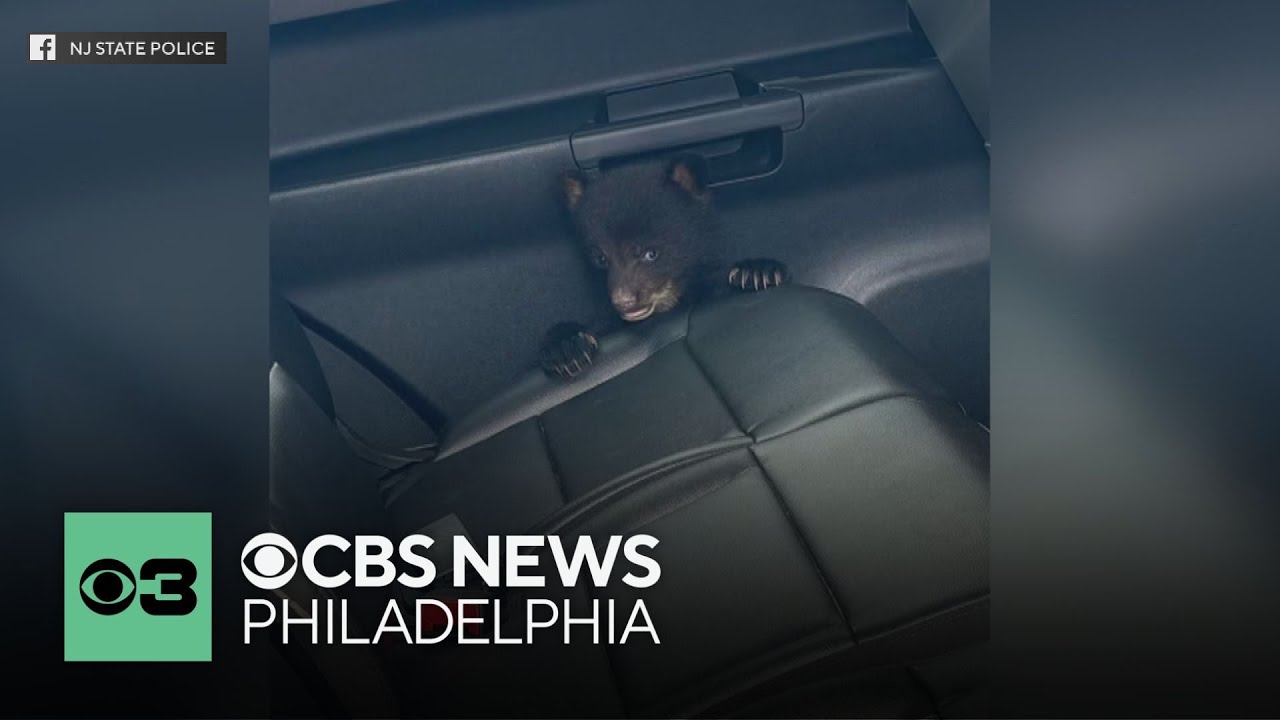 New Jersey State Police rescue abandoned bear cub on I-78