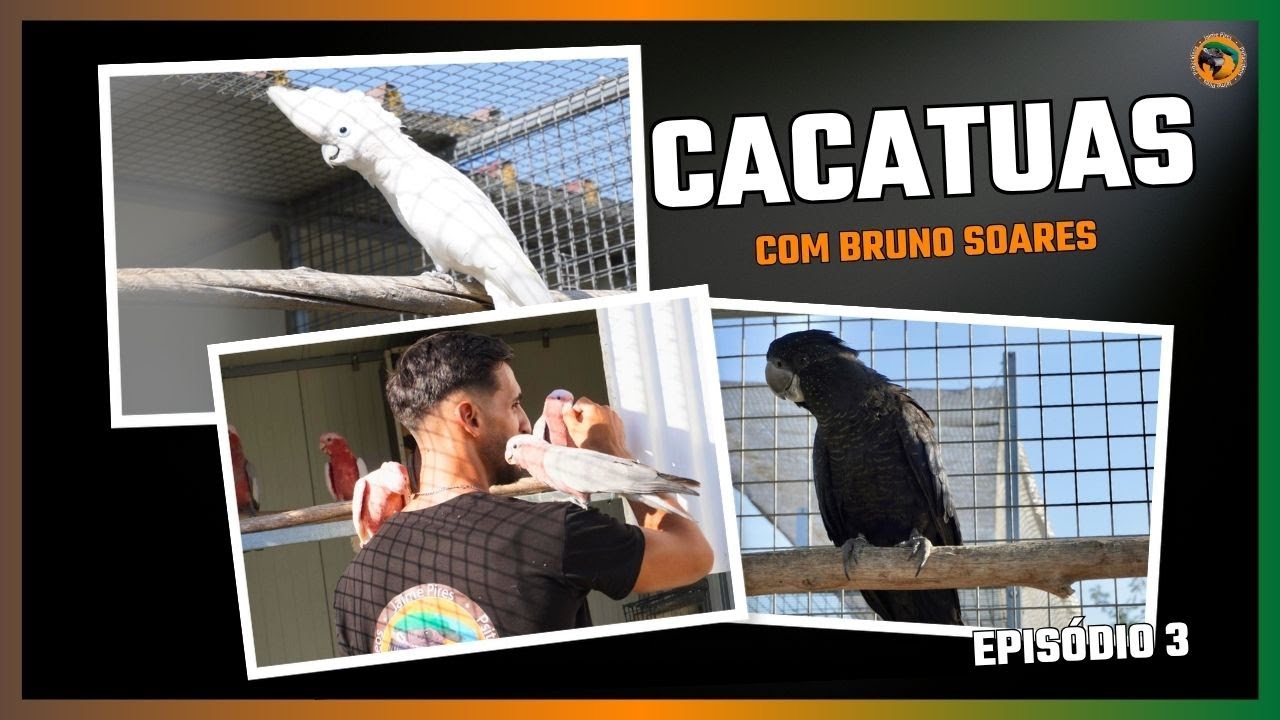 CACATUAS: dicas de maneio e criação com Bruno Soares