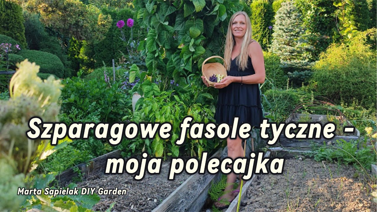 Szparagpwe fasole tyczne -  moja polecajka