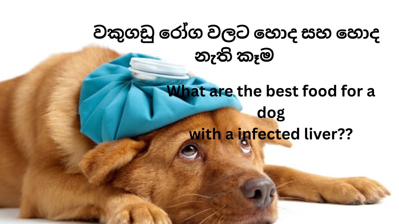වකුගඩු වලට හොද කෑම - Dogmaticslk 2025