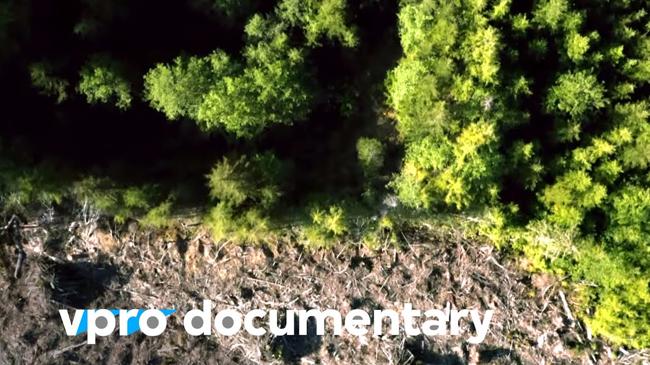 Trees will save our planet | VPRO Documentary