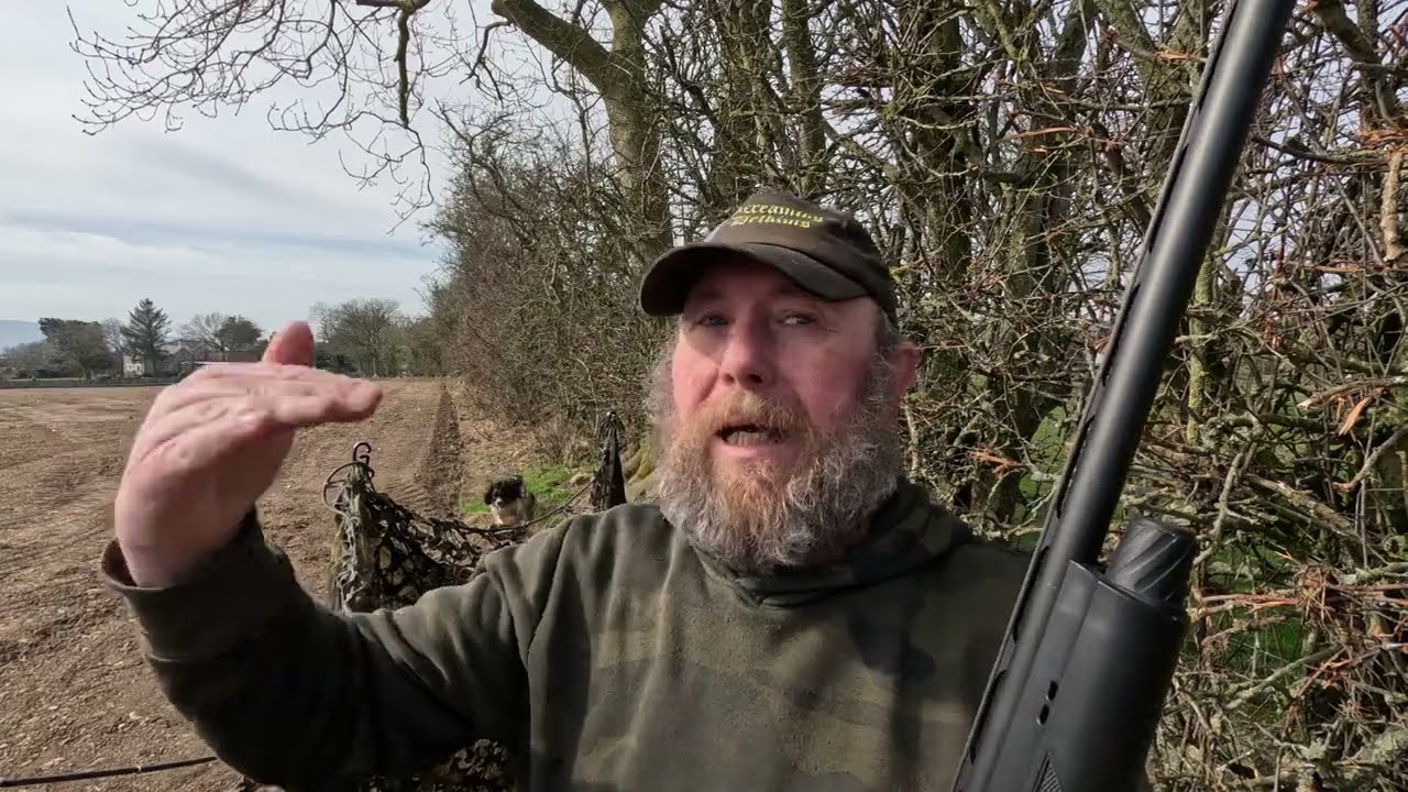 Pigeon shooting over spring drillings