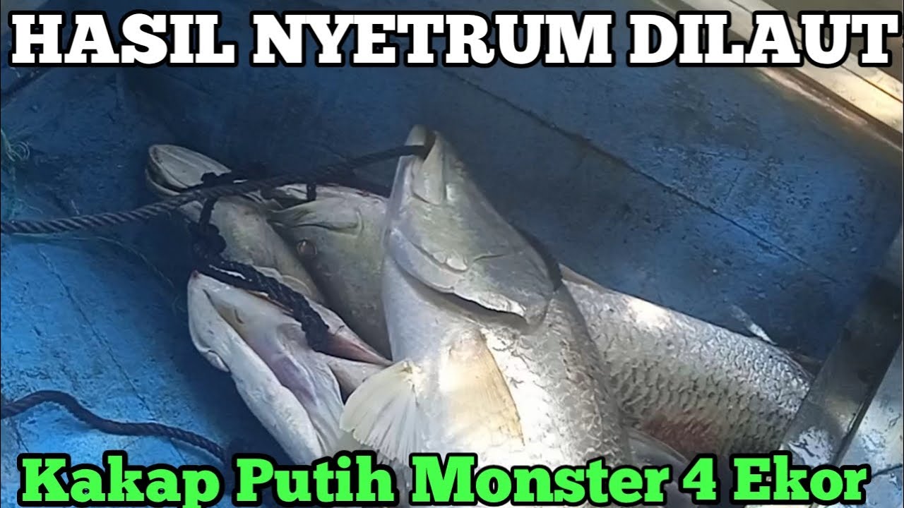 Setrum ikan air asin