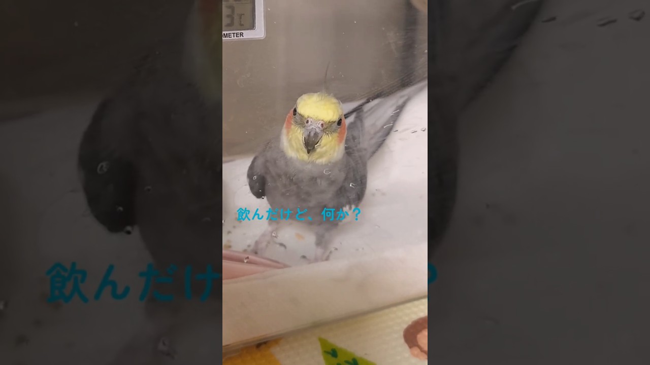 昨日の様子🦜体調不良の原因が判明しました🏥ご心配をおかけしました🙇ご心配のコメントもありがとうございました🙇#インコのいる暮らし #cockatiel #オカメインコ