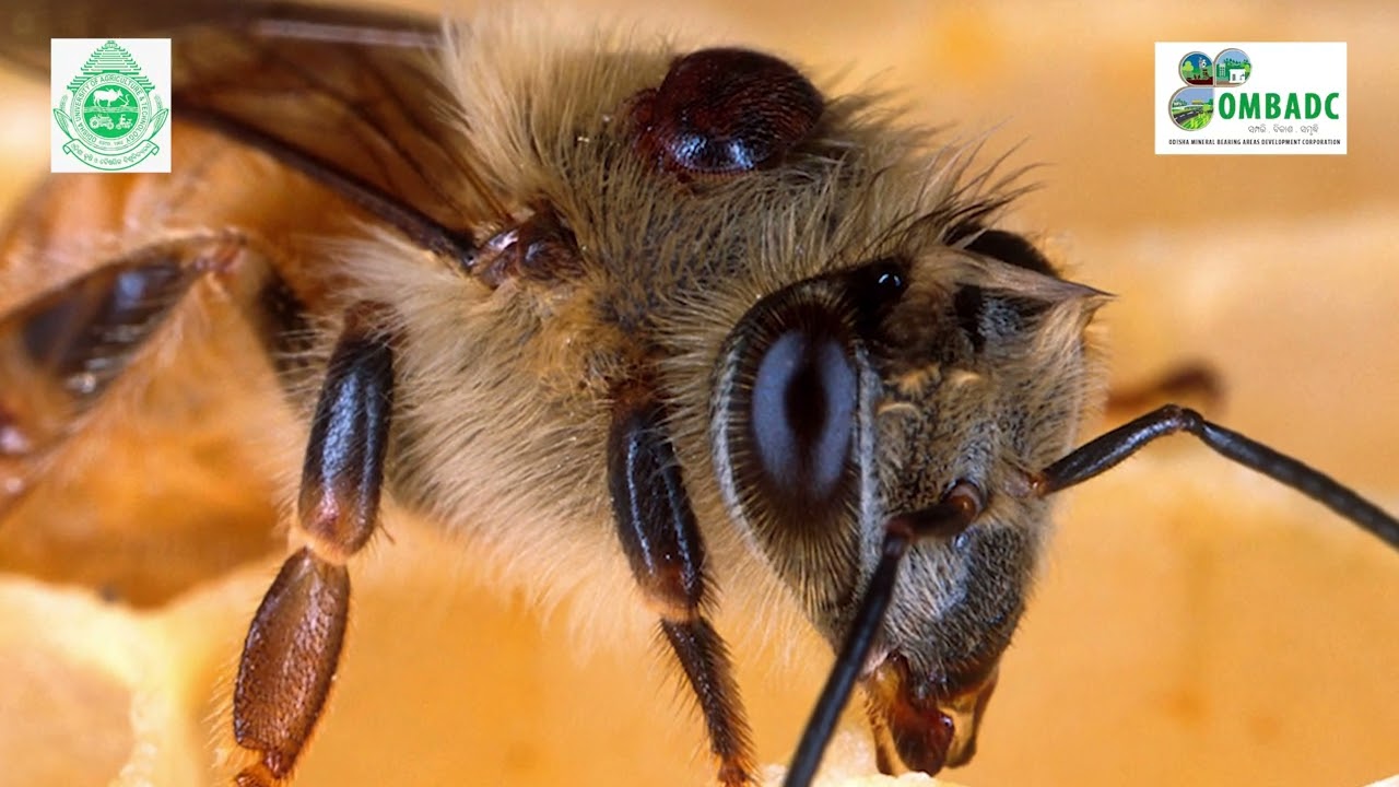 Process of Honey Bee Rearing & Honey Production