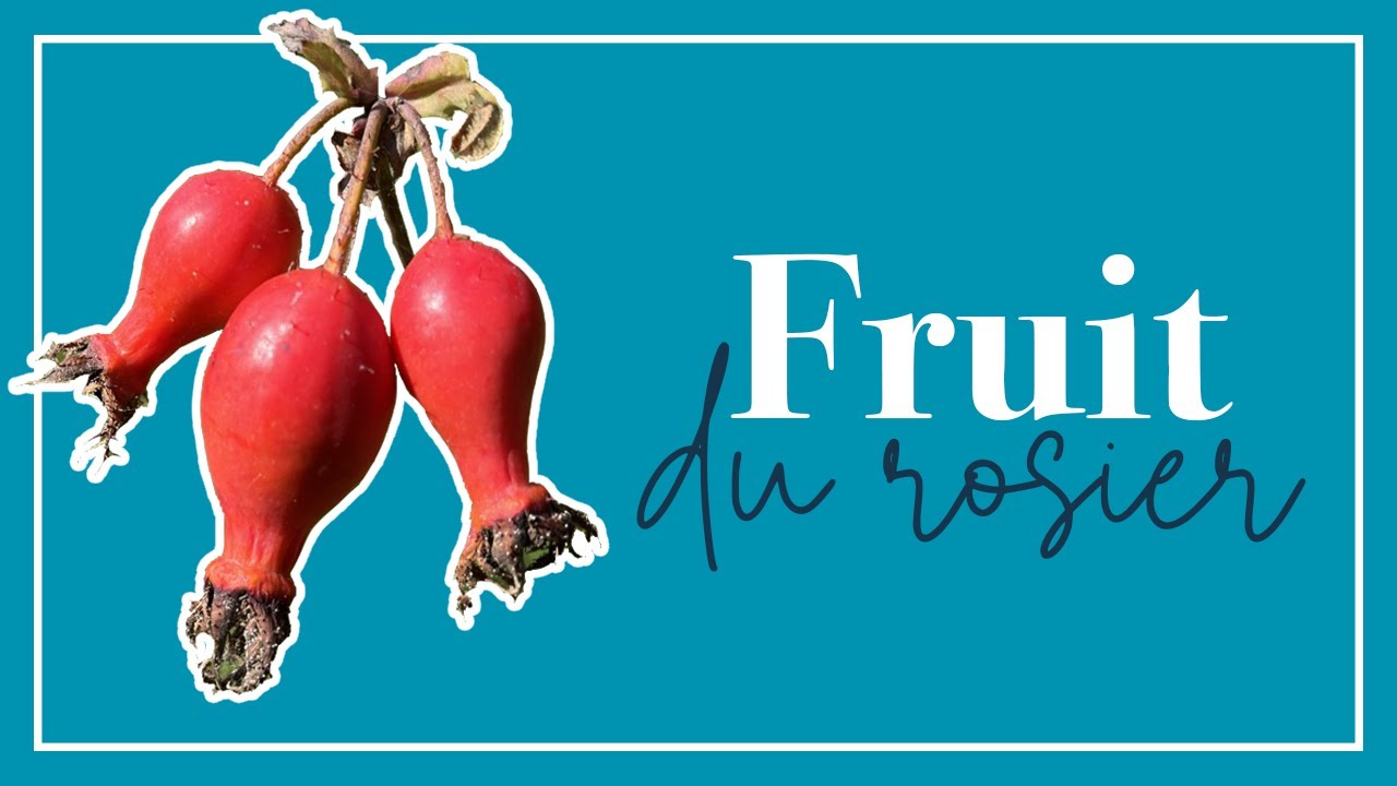 Pourquoi j’adore les fruits des rosiers! Beaux et sains, pour nos jardins et les oiseaux