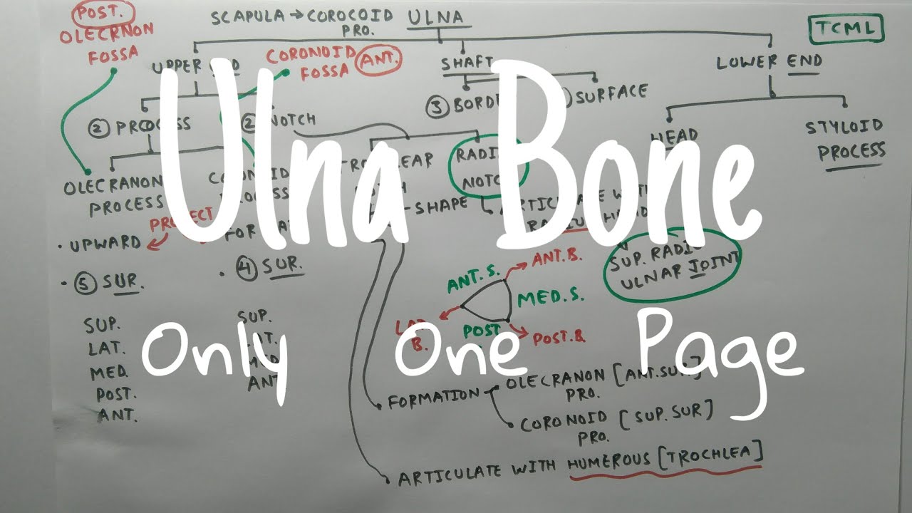 Ulna Bone Anatomy 3d | Part 1, External Features | TCML