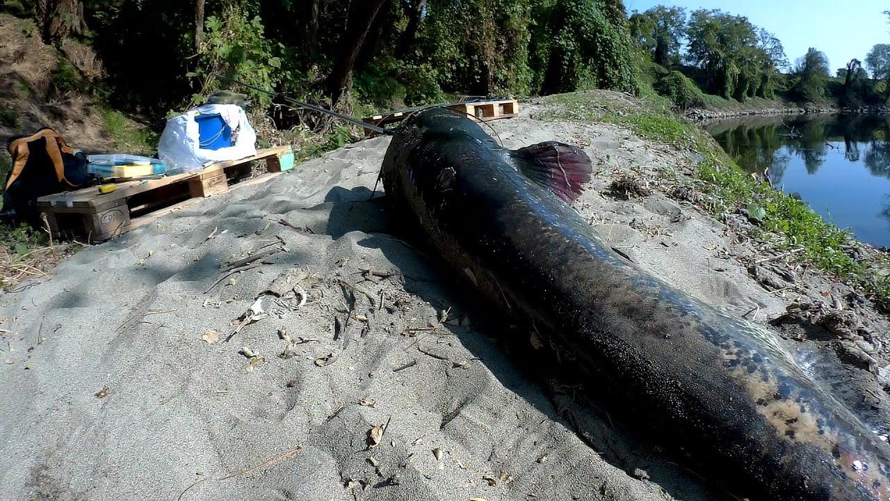 BIG SILURO DA 190 CM.