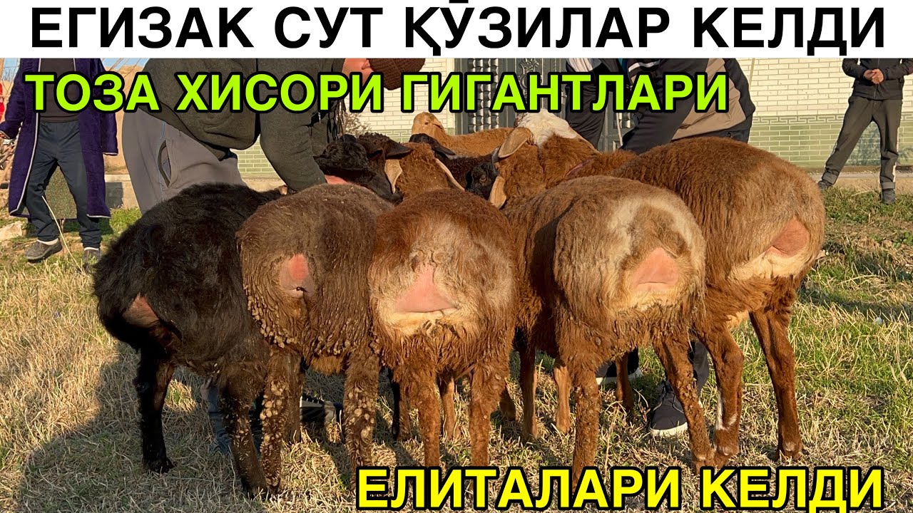 ЕГИЗЧИ СУТ ҚӮЗИЛАР ☎️+998887183737