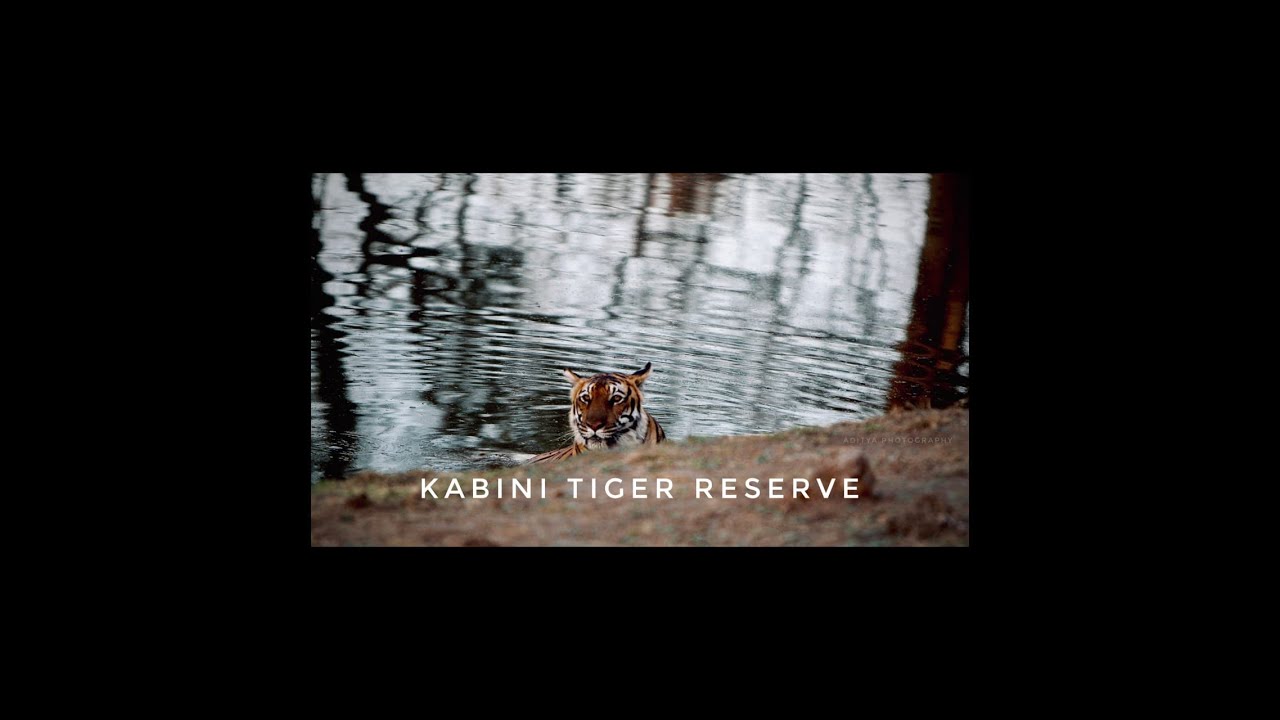Kabini wildlife Safari | Bangalore to Kabini | Kabini lake view resort |