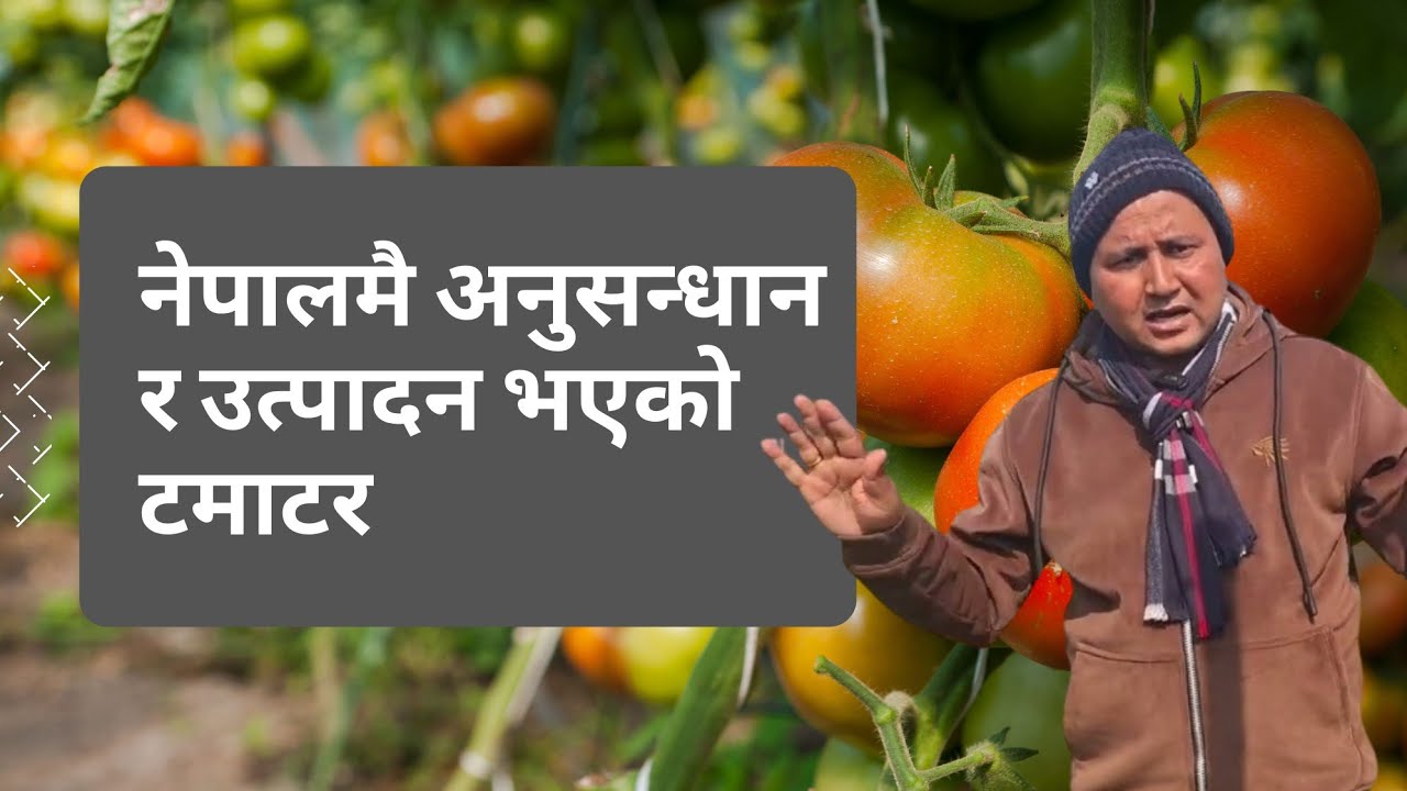 नेपालले अनुसन्धान गरेको टमाटरको बीउ 