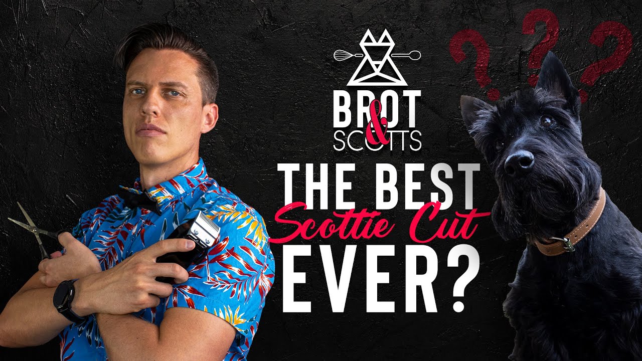 IS THIS THE BEST SCOTTIE CUT EVER?