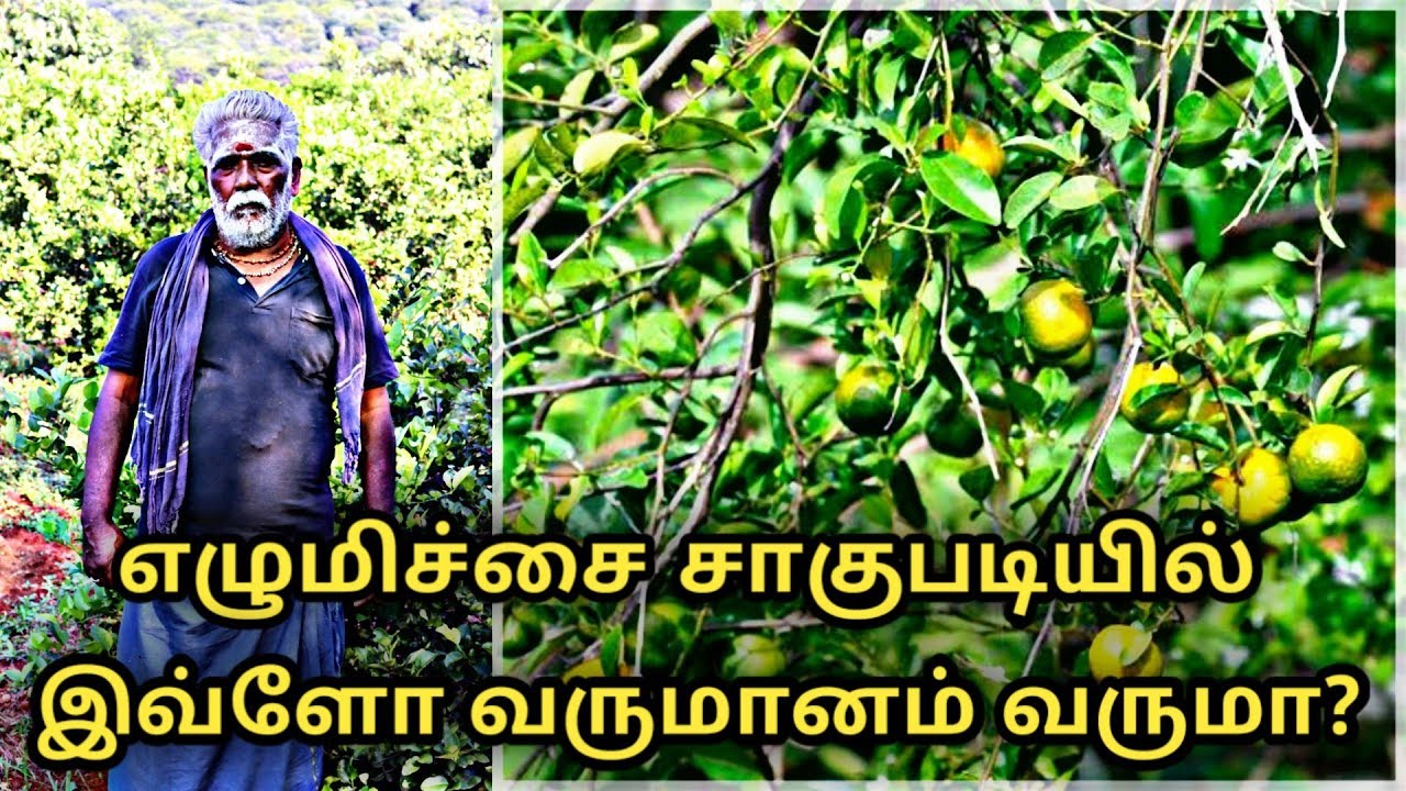 ஒட்டுரக எழுமிச்சை சாகுபடியில் இவ்ளோ வருமானம் வருமா ? || Uzhavan Magan